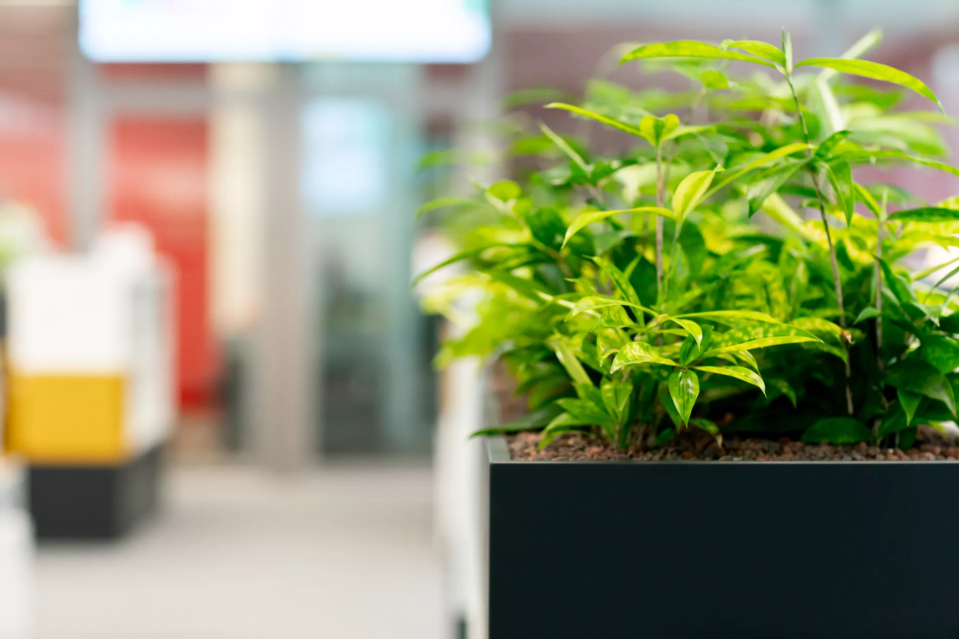 Planten in onze kantoren