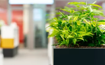 Planten in onze kantoren